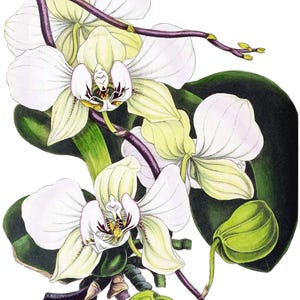 Cartão de agradecimento em branco com orquídea phalaenopsis, flor de jardim vintage, primavera, dia dos namorados, aniversário, baile de formatura, feito à mão, obrigado, melhoras