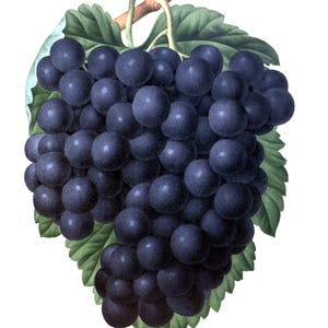 Tarjetas con imagen vintage de uvas, frutas, jardín, día de la madre, otoño, cosecha, agradecimiento
