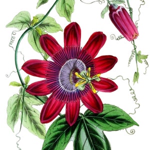Cartão de nota em branco de flor de paixão maravilhosa, vintage, flor de jardim, aniversário, feito à mão, obrigado