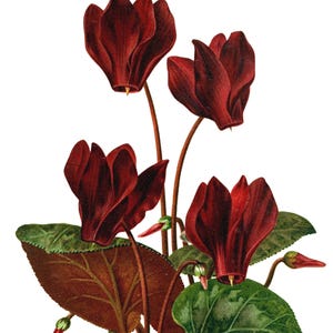 Carte de correspondance vierge image vintage fleurs de cyclamen fait main vacances anniversaire merci