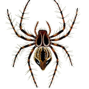 Cartão de nota em branco de aranha, insetos da natureza, imagem vintage feita à mão, história natural, aniversário, obrigado