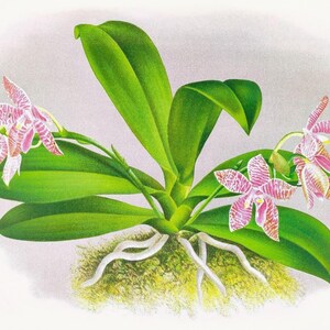 Cartão de agradecimento em branco com orquídea phalaenopsis, flor de jardim vintage, primavera, dia dos namorados, aniversário, baile de formatura, feito à mão, obrigado, melhoras