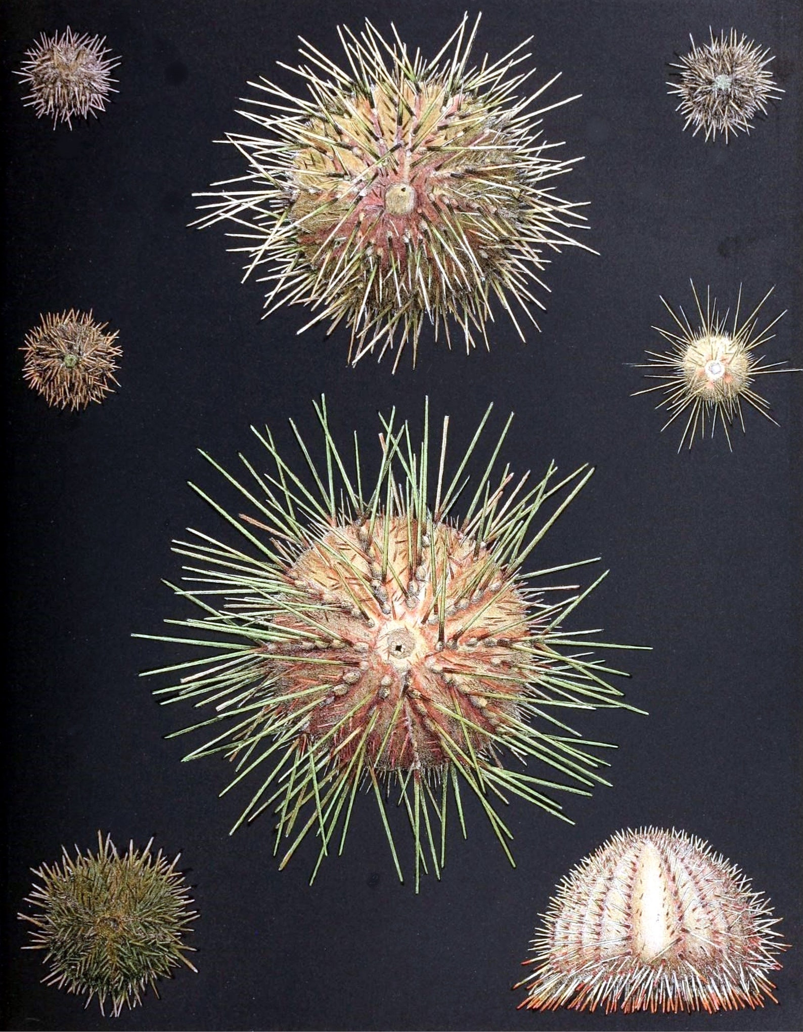 Echinoderms Sea Urchins Stars Cucumbers Vintage Image Handmade Blank ...