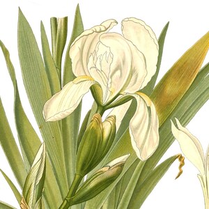 Carte de correspondance vierge avec fleurs d'iris vintage faite main pour les fêtes d'anniversaire, jardin, merci, rétablissement