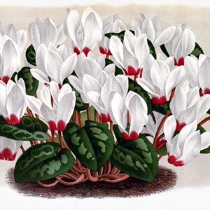 Carte de correspondance vierge image vintage fleurs de cyclamen fait main vacances anniversaire merci