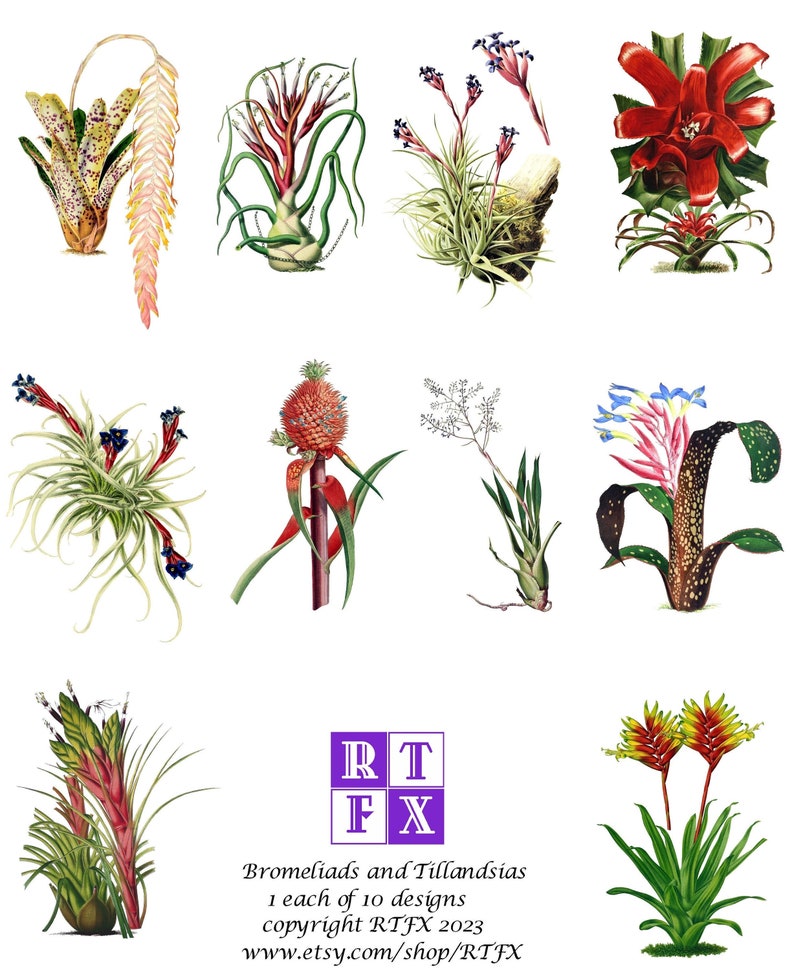 Bromeliad and Tillandsia Collection 2 Set of 10 Blank Cards Handmade Vintage Images Birthday Spring Thank You image 1