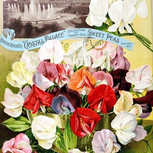 Sweet Peas Blumen Blanko Notizkarte Handgemacht Urlaub Garten Geburtstag Danke
