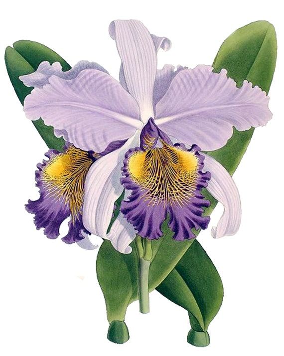 Cattleya Orchidée Vierge Note Carte vintage Fleur de Jardin - Etsy France