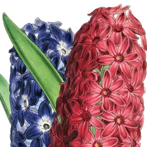 Fleurs de printemps jacinthe vierge pas carte anniversaire fait main jardin de vacances Merci