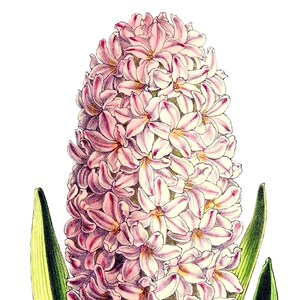 Fleurs de printemps jacinthe vierge pas carte anniversaire fait main jardin de vacances Merci