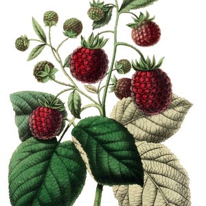 Bagas Frutas Vintage Imagem Cartões de Nota Jardim Dia das Mães Outono Colheita Obrigado