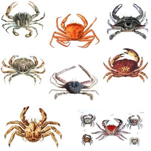 Colección de crustáceos n.º 2 Imágenes vintage Tarjeta de notas en blanco Juego de 10 cangrejos Langostas Camarones Crustáceos Cumpleaños Agradecimiento