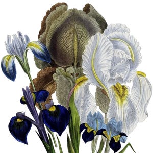Carte de correspondance vierge avec fleurs d'iris vintage faite main pour les fêtes d'anniversaire, jardin, merci, rétablissement