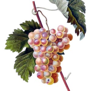 Cartes de correspondance vintage Raisins Fruits Jardin Fête des Mères Récolte d'automne Merci