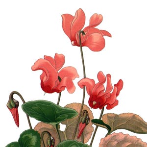 Cartão de nota em branco com flores de ciclâmen de imagem vintage feito à mão, feriado, aniversário, obrigado