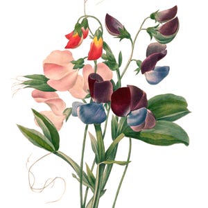 Cartão de nota em branco com flor de ervilhas doces feito à mão, jardim de férias, aniversário, obrigado