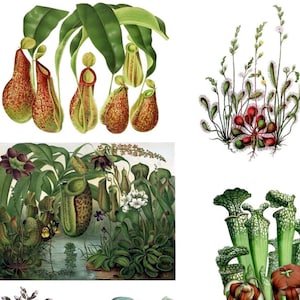 Colección de plantas carnívoras número 1 Imágenes vintage 10 tarjetas Nepenthes Saracenea Atrapamoscas Rocío del sol Cumpleaños Gracias Que te mejores