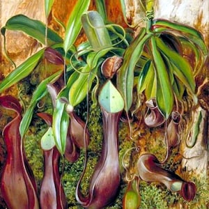 Tarjeta de notas en blanco con imagen vintage de la especie Nepenthes, planta carnívora, agradecimiento de cumpleaños