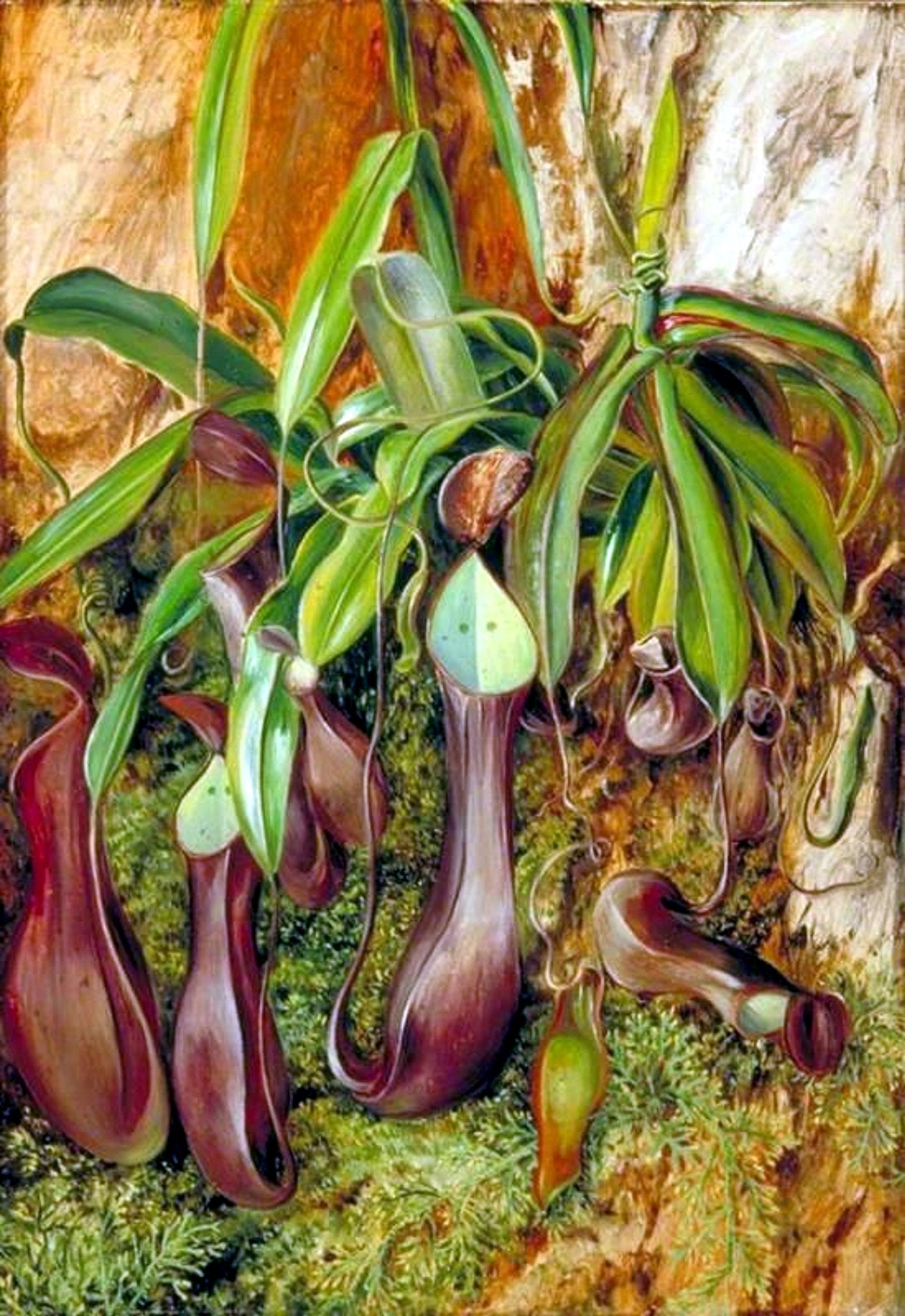 Nepenthes Species Vintage Image Blank Note Card Carnivorous Plant
