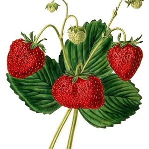 Bagas Frutas Vintage Imagem Cartões de Nota Jardim Dia das Mães Outono Colheita Obrigado