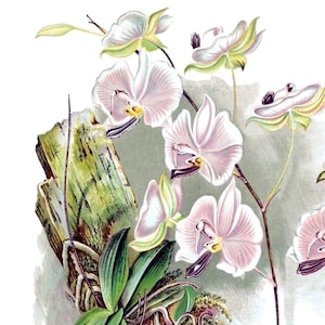 Cartão de agradecimento em branco com orquídea phalaenopsis, flor de jardim vintage, primavera, dia dos namorados, aniversário, baile de formatura, feito à mão, obrigado, melhoras