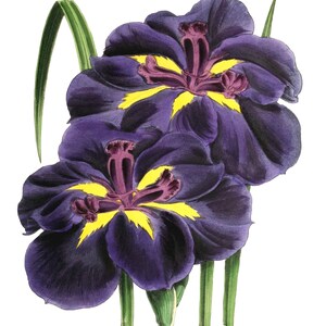 Carte de correspondance vierge avec fleurs d'iris vintage faite main pour les fêtes d'anniversaire, jardin, merci, rétablissement