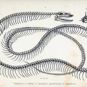Carte de correspondance image vintage squelette de serpent Halloween remise des diplômes anniversaire fait main Merci