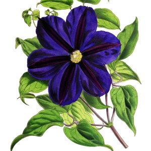 Cartão de nota em branco com imagem vintage de flor de clematite feito à mão, jardim de férias, aniversário, obrigado