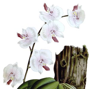 Cartão de agradecimento em branco com orquídea phalaenopsis, flor de jardim vintage, primavera, dia dos namorados, aniversário, baile de formatura, feito à mão, obrigado, melhoras