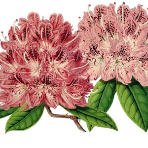 Cartão de nota em branco com flor de rododendro Dia das Mães Páscoa Feito à mão Primavera Aniversário Obrigado Melhoras