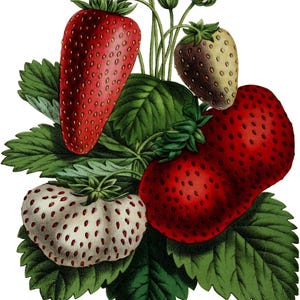 Bagas Frutas Vintage Imagem Cartões de Nota Jardim Dia das Mães Outono Colheita Obrigado
