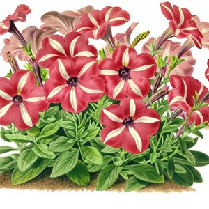 Pétunia image vintage fleur carte de correspondance vierge fait main vacances printemps jardin anniversaire merci