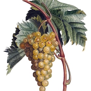 Cartes de correspondance vintage Raisins Fruits Jardin Fête des Mères Récolte d'automne Merci