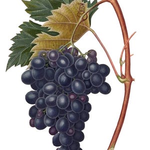 Cartes de correspondance vintage Raisins Fruits Jardin Fête des Mères Récolte d'automne Merci