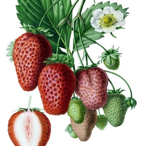Bagas Frutas Vintage Imagem Cartões de Nota Jardim Dia das Mães Outono Colheita Obrigado