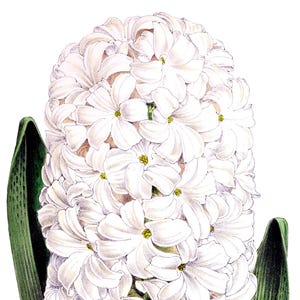 Fleurs de printemps jacinthe vierge pas carte anniversaire fait main jardin de vacances Merci