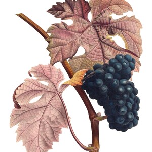 Uvas Frutas Vintage Imagem Cartões de Nota Jardim Dia das Mães Outono Colheita Obrigado
