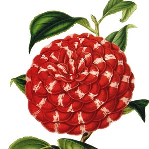 Fleur de camélia image vintage carte de correspondance vierge à la main victorienne édouardienne vacances anniversaire Merci