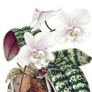 Cartão de agradecimento em branco com orquídea phalaenopsis, flor de jardim vintage, primavera, dia dos namorados, aniversário, baile de formatura, feito à mão, obrigado, melhoras