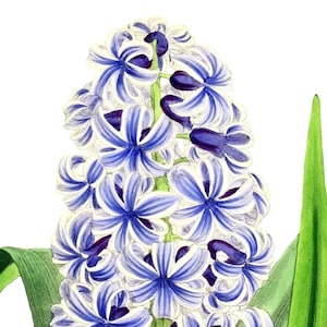 Fleurs de printemps jacinthe vierge pas carte anniversaire fait main jardin de vacances Merci