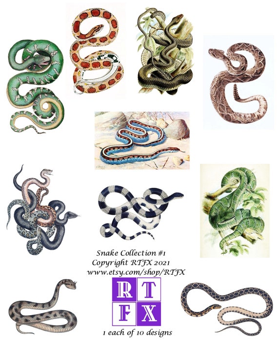 Snake Collection #1 Vintage Image Blank Note Cards Hand Made