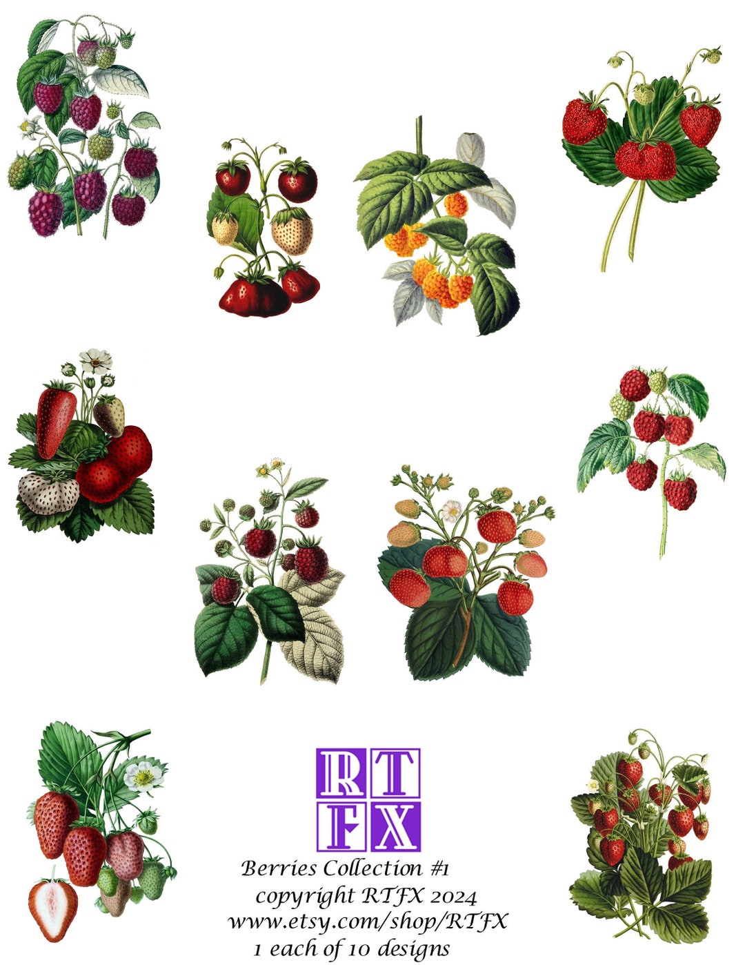 Berry Collection #1 Garden Vintage Images Blank Note Cards Handmade ...