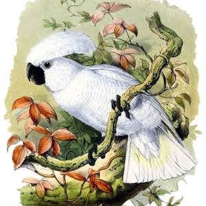 Vintage weiße Kockatoo Vogel Naturgeschichte Illustration leere Karte Geburtstag Urlaub Danke
