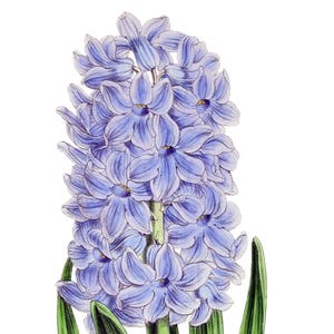 Fleurs de printemps jacinthe vierge pas carte anniversaire fait main jardin de vacances Merci