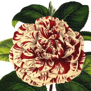 Fleur de camélia image vintage carte de correspondance vierge à la main victorienne édouardienne vacances anniversaire Merci
