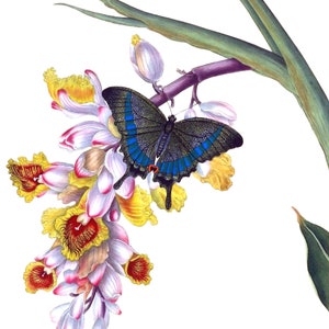Papilio Crino 1798 papillon carte de correspondance vierge image vintage fête des mères Pâques fait main printemps anniversaire remise des diplômes Merci