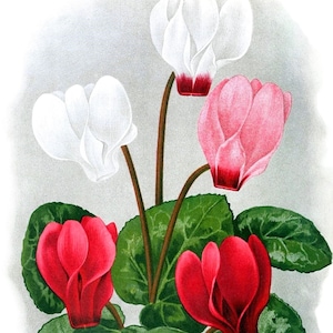 Cartão de nota em branco com flores de ciclâmen de imagem vintage feito à mão, feriado, aniversário, obrigado