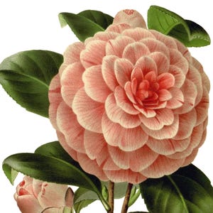 Fleur de camélia image vintage carte de correspondance vierge à la main victorienne édouardienne vacances anniversaire Merci