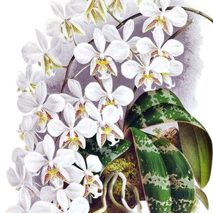 Cartão de agradecimento em branco com orquídea phalaenopsis, flor de jardim vintage, primavera, dia dos namorados, aniversário, baile de formatura, feito à mão, obrigado, melhoras