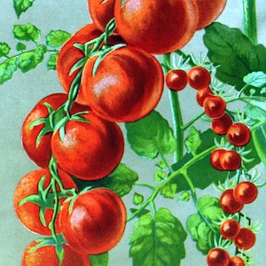 Tomates 1907 Catálogo de jardim Cartão de nota em branco Primavera Aniversário Obrigado